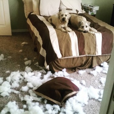 dogs tear open pillow stuffing