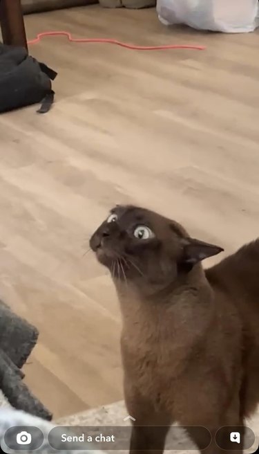 Surprised cat can't believe dog is in their favorite spot on couch.