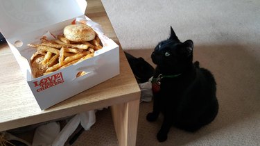 cat staring at french fries