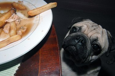 pug dog staring at french fry dangling off plate