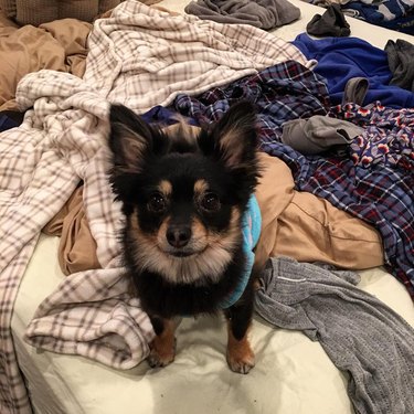 guilt dog sleeps on freshly folded clothing