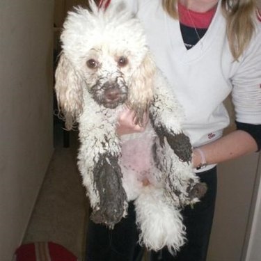 Dog with mud on its nose and paws.