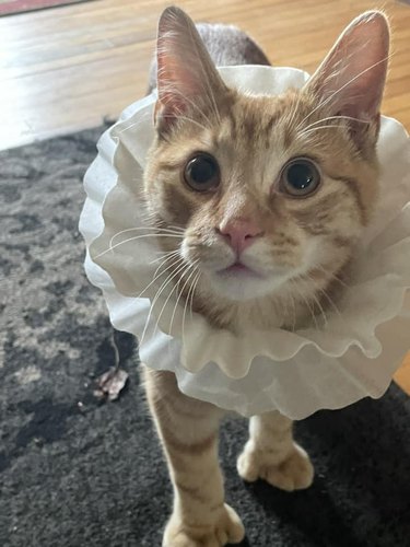 Orange cat wearing coffee filters around their neck after surgery.