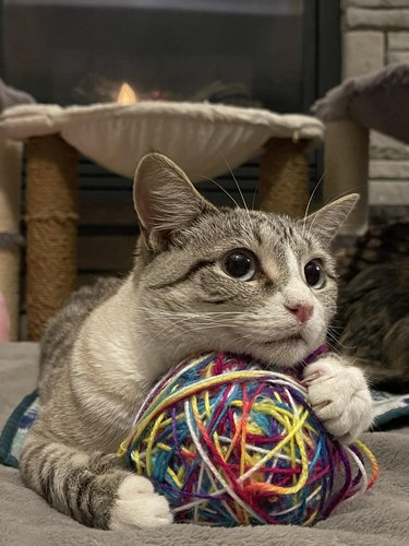 Gray and white cat resting their head on a big ball of colorful string.