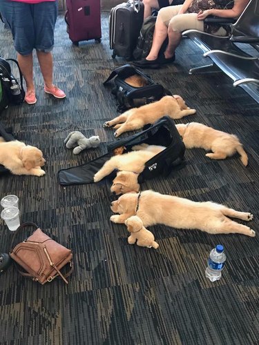 puppies sleeping in an airport terminal