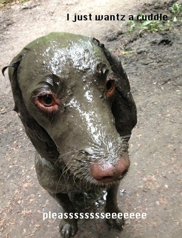Dog covered in mud.