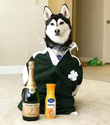 husky dog in rugby jersey waits to surprise girlfriend with a bottle of champagne
