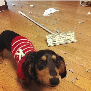 dog destroys Swiffer mop