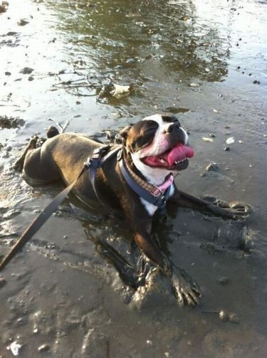 Dog lying in mud.