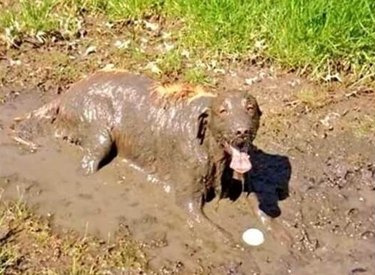 absolutely filthy dog finds ball in puddle of mud
