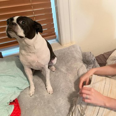 dog rips pillow case