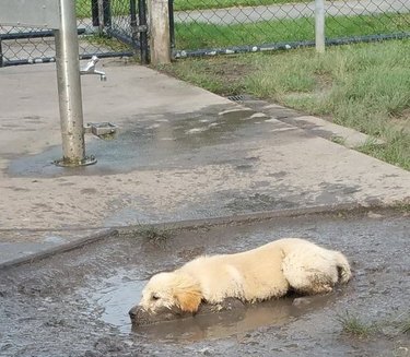 Dog lying in mud.