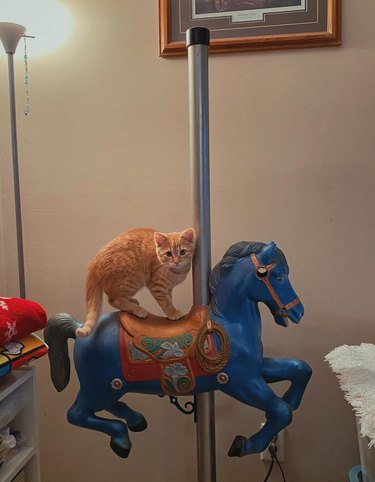 cat standing on plastic horse from merry-go-round.