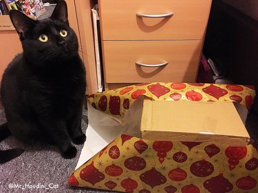 cats love wrapping paper