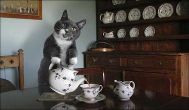 cat pouring tea into tea cup.