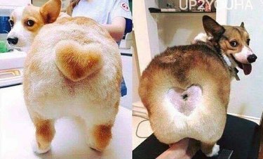 Corgi grooming mishap