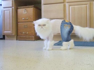 Cat wearing bedazzled jeans