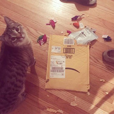 cat tears up Christmas package