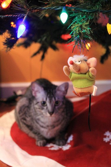 Cat staring at Christmas tree ornament