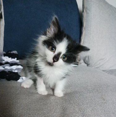 tiny tuxedo kitten with big whiskers.