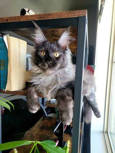 Maine Coon cat looks like a werewolf.
