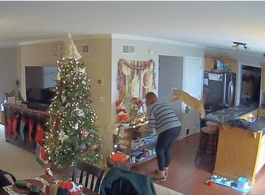 Orange cat leaping onto a woman's back as she is arranging Christmas decorations.