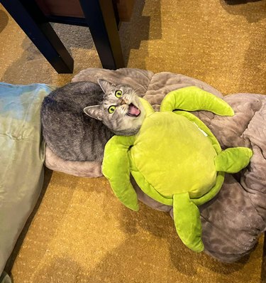 Surprised cat sleeping on stuffed turtle.