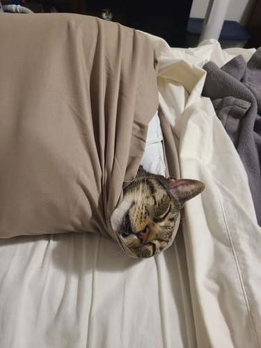 Content cat sleeping in a pillow case, with only their head sticking out.
