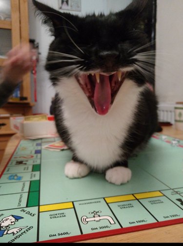cat interrupting a game of monopoly and yawning
