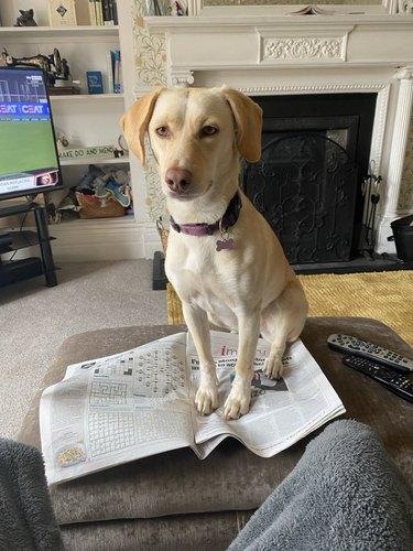 dog sitting on a crossword puzzle