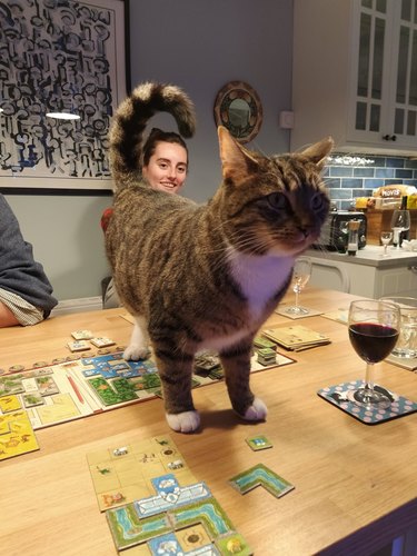 cat interrupting board game