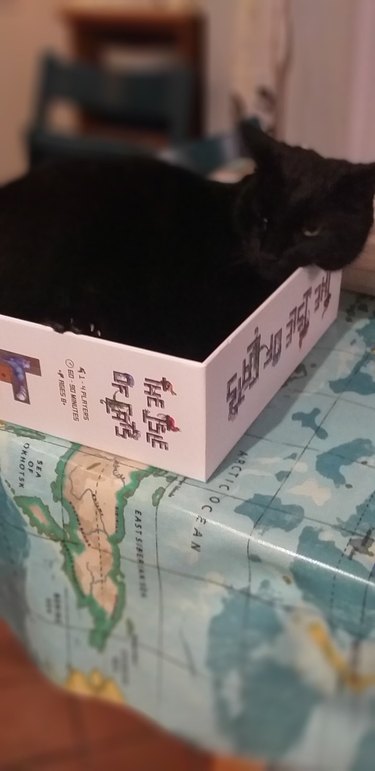 cat sleeping in box for Isle Of Cats board game