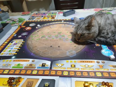 cat sleeping on board game