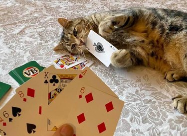 cat playing cards