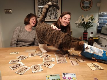 cats playing board games