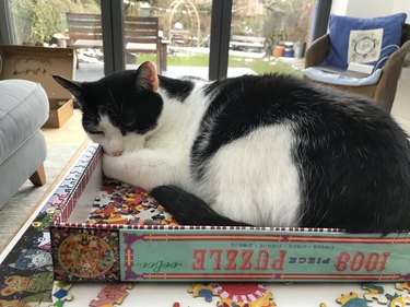 cat sleeping in box on a bed of puzzle pieces