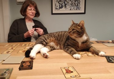 cat sitting on dinner table interrupting board game
