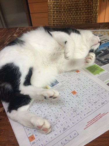 cat sleeping on crossword puzzle