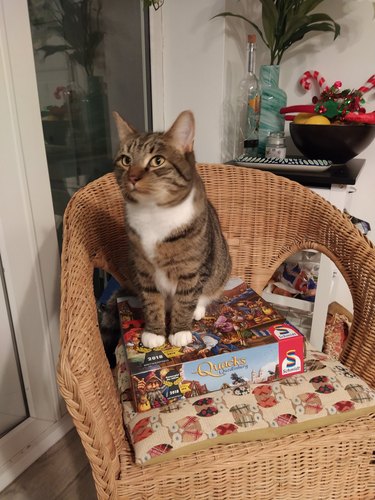 cat sitting on board game box