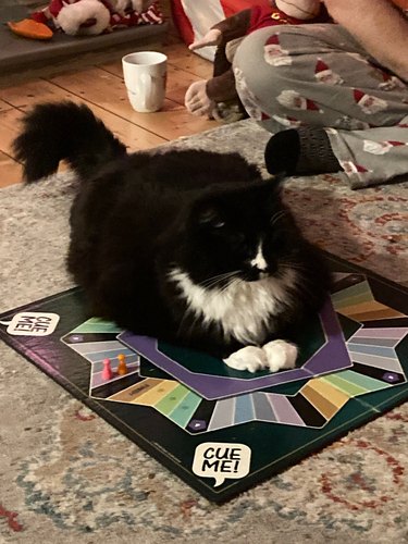 cat sitting on board game