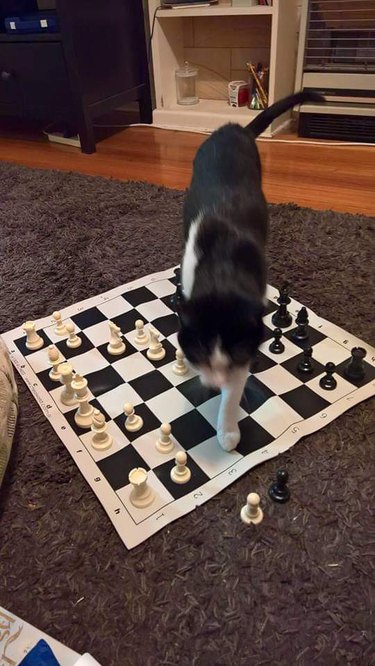 cat walking across chess board