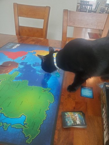 cat sniffing board game