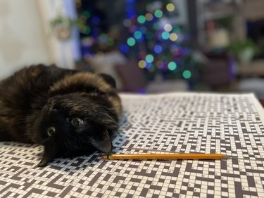 cat sleeping on crossword puzzle