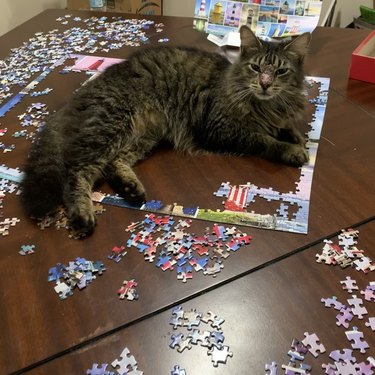 cat sitting on an unfinished jigsaw puzzle