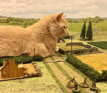 cat sitting on diorama