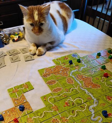 cat interrupting board game
