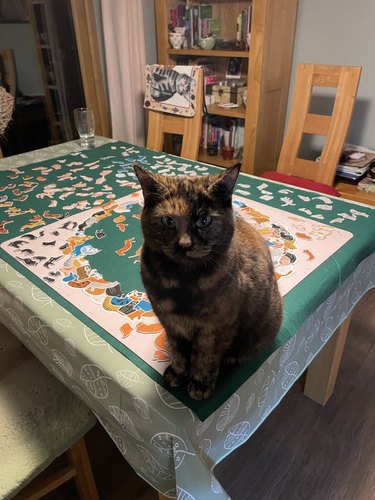 cat sitting on unfinished jigsaw puzzle