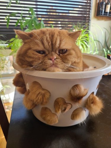 cat spilling out of plastic bucket