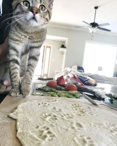 guilty cat steps on pizza dough.