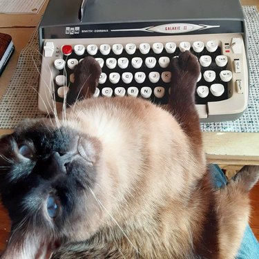hipster typewriter cat